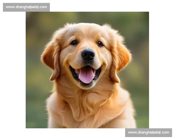 金毛犬比赛精彩纷呈 展现智慧与忠诚的完美融合